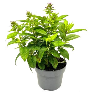 GROW by OBI Stauden-Phlox (Phlox paniculata), ca. 32 cm hoch, im Topf.