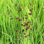 Zwergbinse - Juncus ensifolius