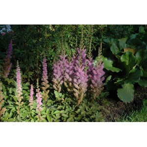 Prachtspiere 'Superba' mit pinkfarbenen Blüten im Gartenbeet.