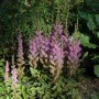 Prachtspiere 'Superba' mit pinkfarbenen Blüten im Gartenbeet.