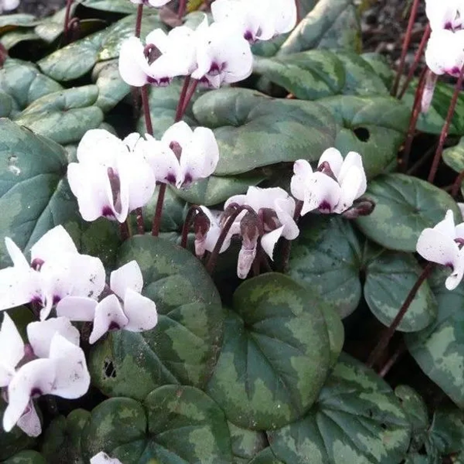 arborix 6 X Herbst-Alpenveilchen 'Album' Cyclamen Hederifolium Topf 9cm Weiße Blüten