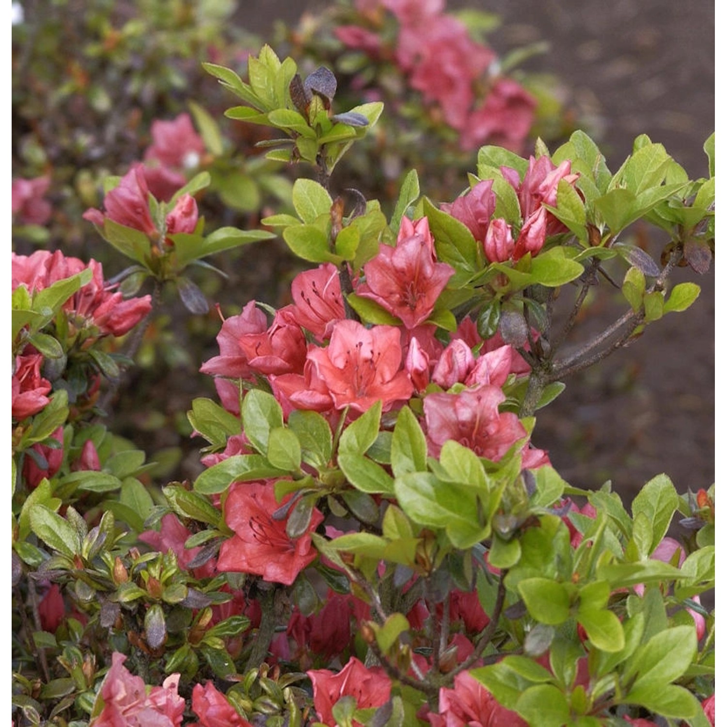 Japanische Azalee Hatsugin 30-40cm - Rhododendron obtusum - Zwerg Alpenrose günstig online kaufen