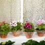 Verschiedene Kapkörbchen (Osteospermum) im Topf auf Fensterbank, bunte Blühpflanzen.