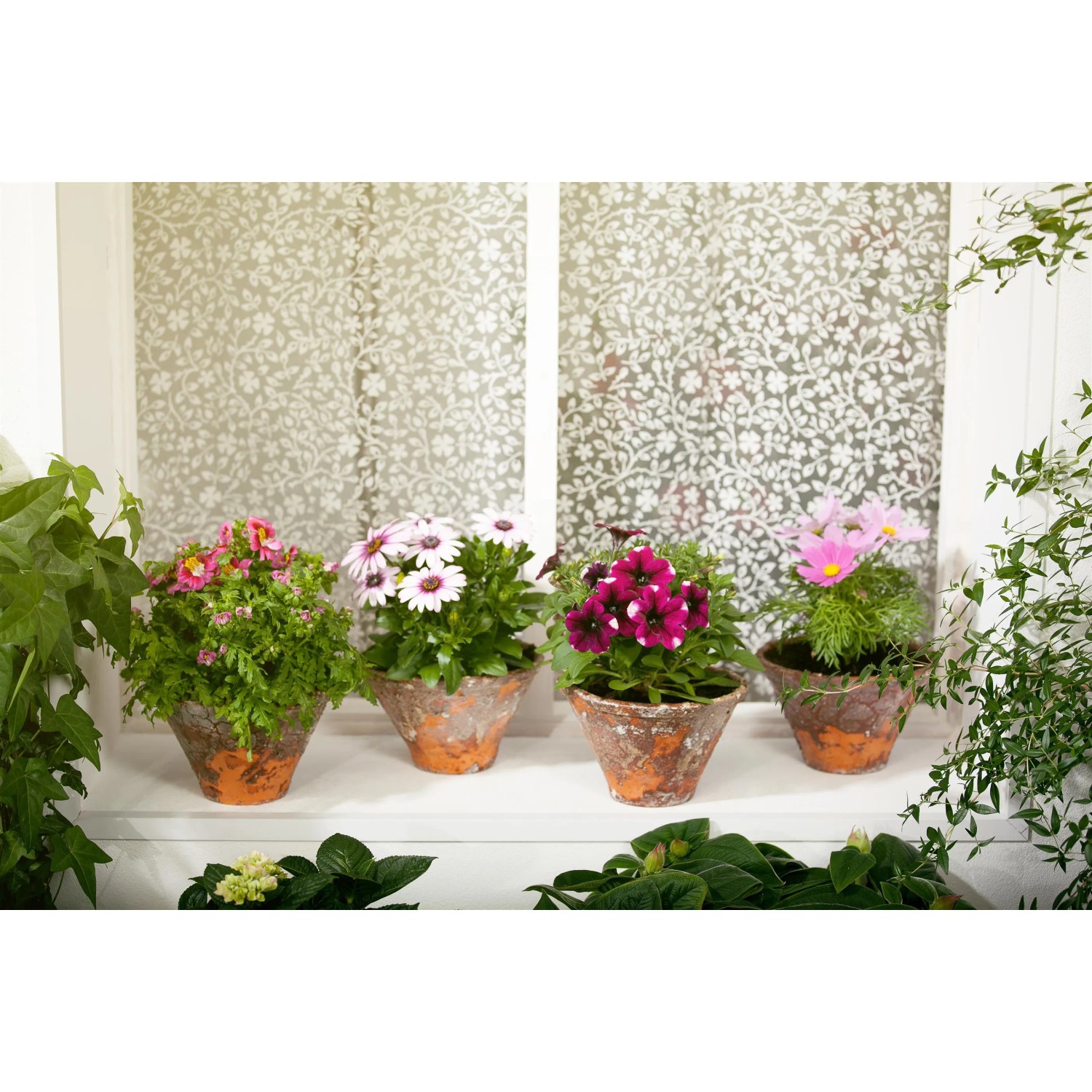 Verschiedene Kapkörbchen (Osteospermum) im Topf auf Fensterbank, bunte Blühpflanzen.