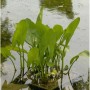 Gewöhnliches Pfeilkraut - Sagittaria sagittifolia