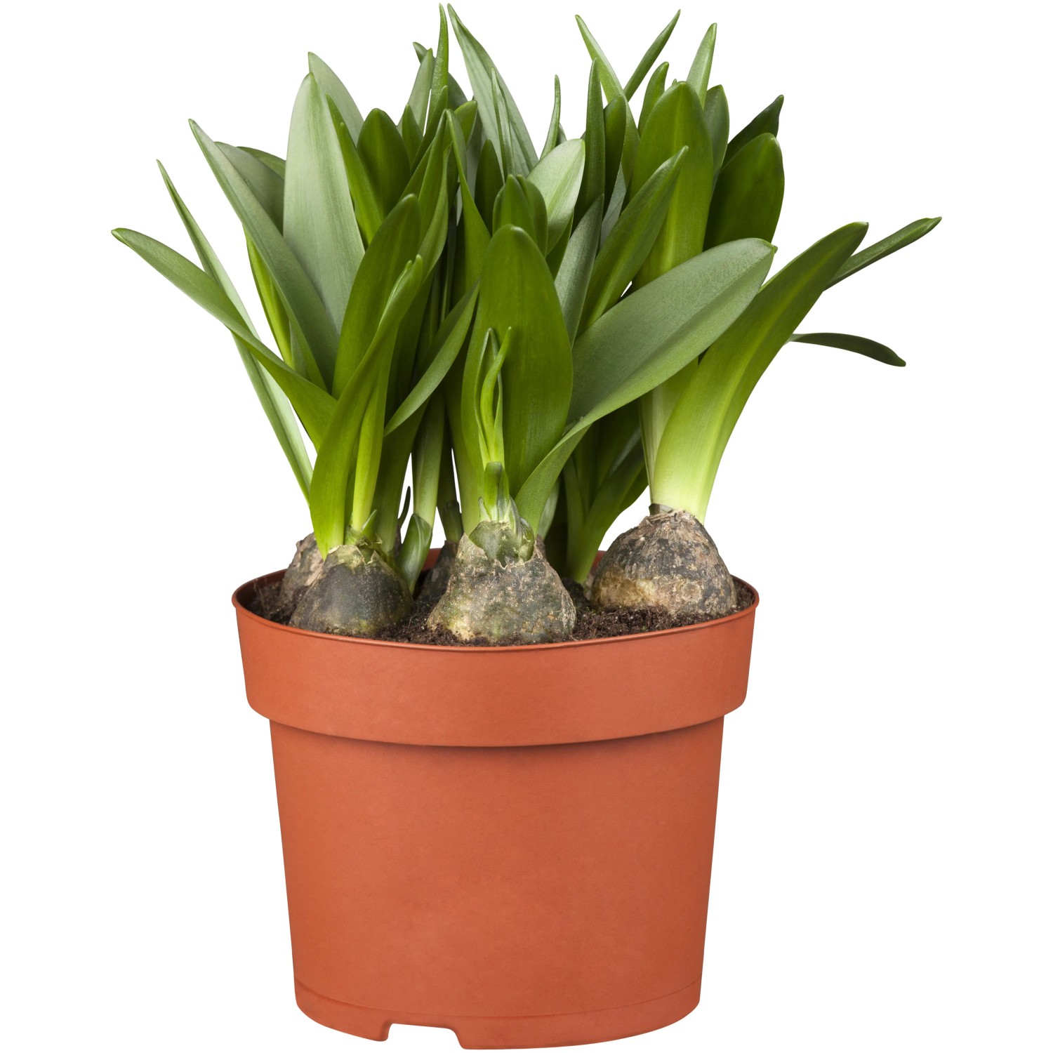 zimmerpflanze groe rote bltter Begonie Rot  Blhende Zimmerpflanze online kaufen  MO BLUMEN