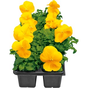 10er Pack Stiefmütterchen (Viola) in Gelb für die Frühjahrsbepflanzung im Garten oder auf dem Balkon.