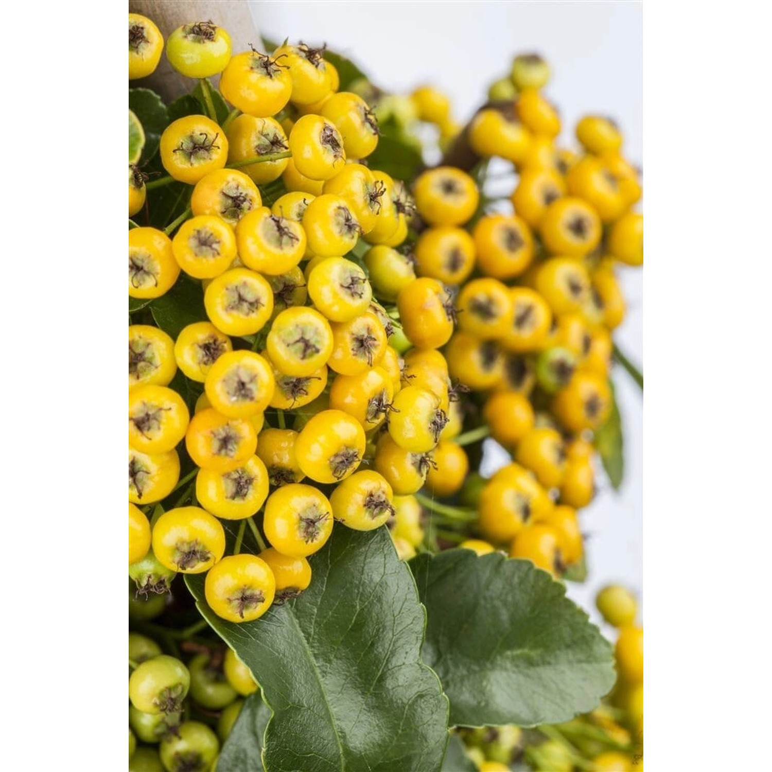 Pyracantha 'Soleil d'Or' 100-125 cm günstig online kaufen