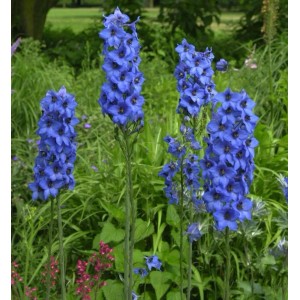 Blühender, hoher Rittersporn (Delphinium elatum) mit intensiv blauen Blüten im Garten.
