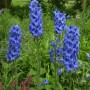 Blühender, hoher Rittersporn (Delphinium elatum) mit intensiv blauen Blüten im Garten.
