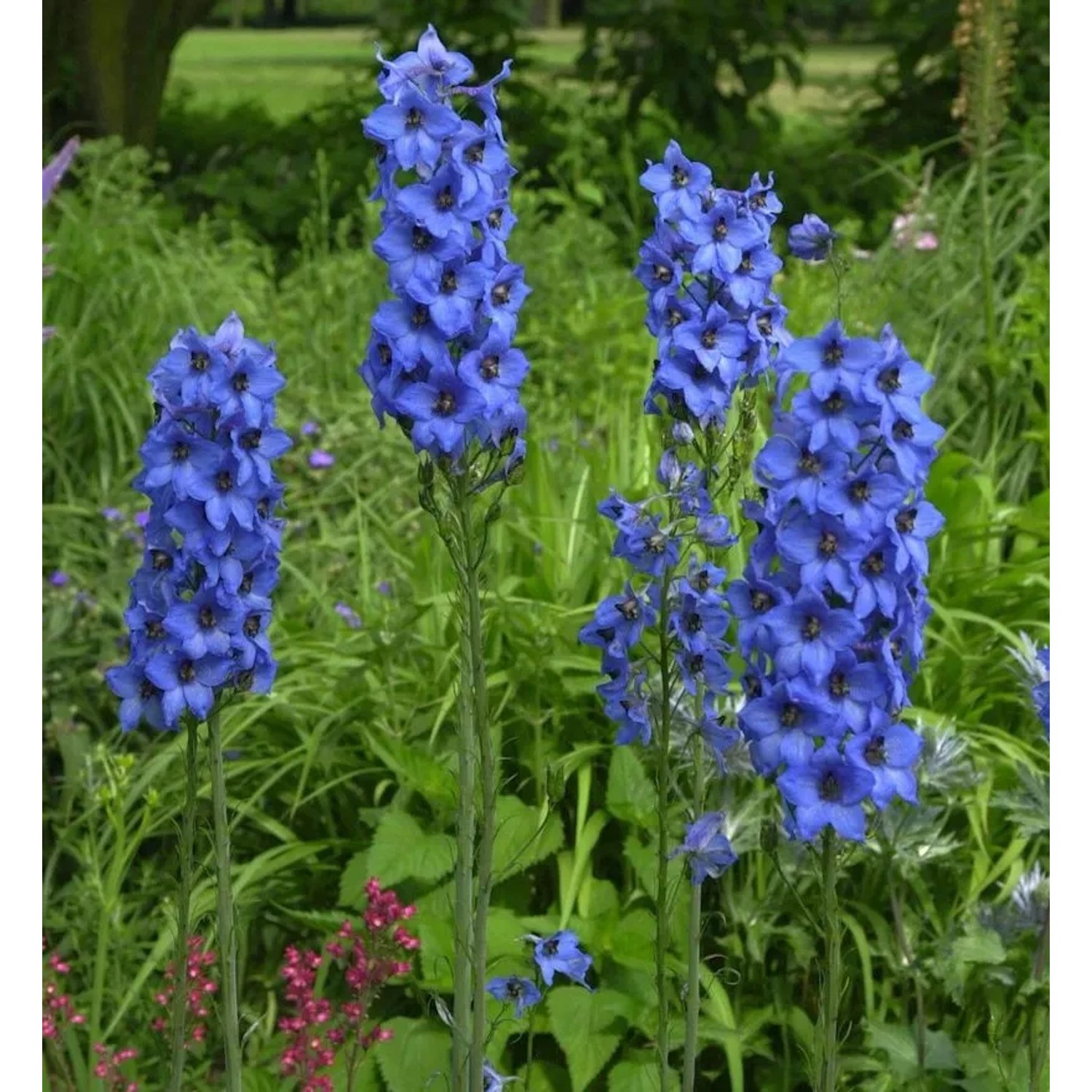 Hohe Rittersporn Fernzünder - Delphinium elatum
