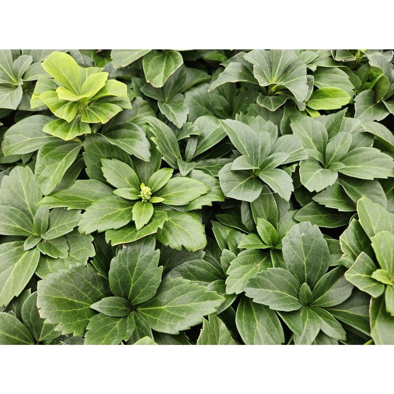 Dichtes, grünes Dickmännchen (Pachysandra terminalis) Bodendecker Set im 9cm Topf.