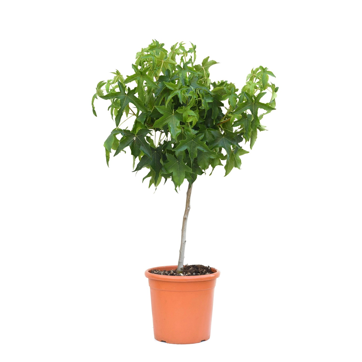 GROW by OBI Amberbaum Kugel Ministamm Topf ca. 9 l Liquidambar