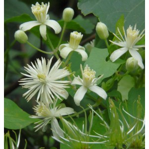 Blühende Gemeine Waldrebe (Clematis vitalba) mit weißen Blüten und grünen Blättern.