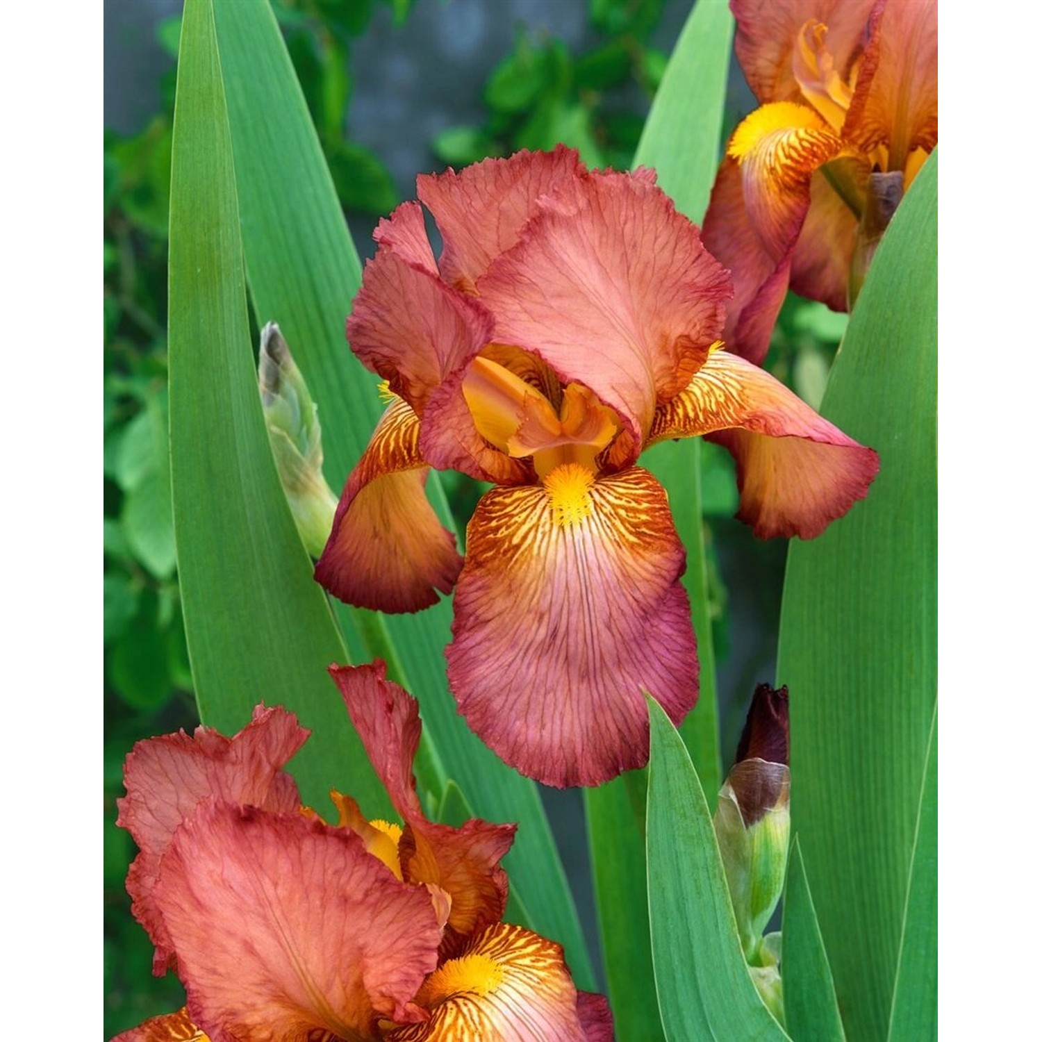 Iris X Barb.-Elat.'Natchez Trace' Schwertlilie Ca. 11x11 cm Topf günstig online kaufen