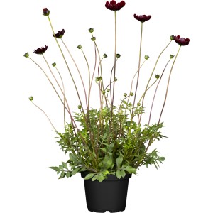 Schokoladenblume 'Chocomocha' im Topf, ca. 13 cm Ø. Dunkelrote Blüten, exotische Stehpflanze.