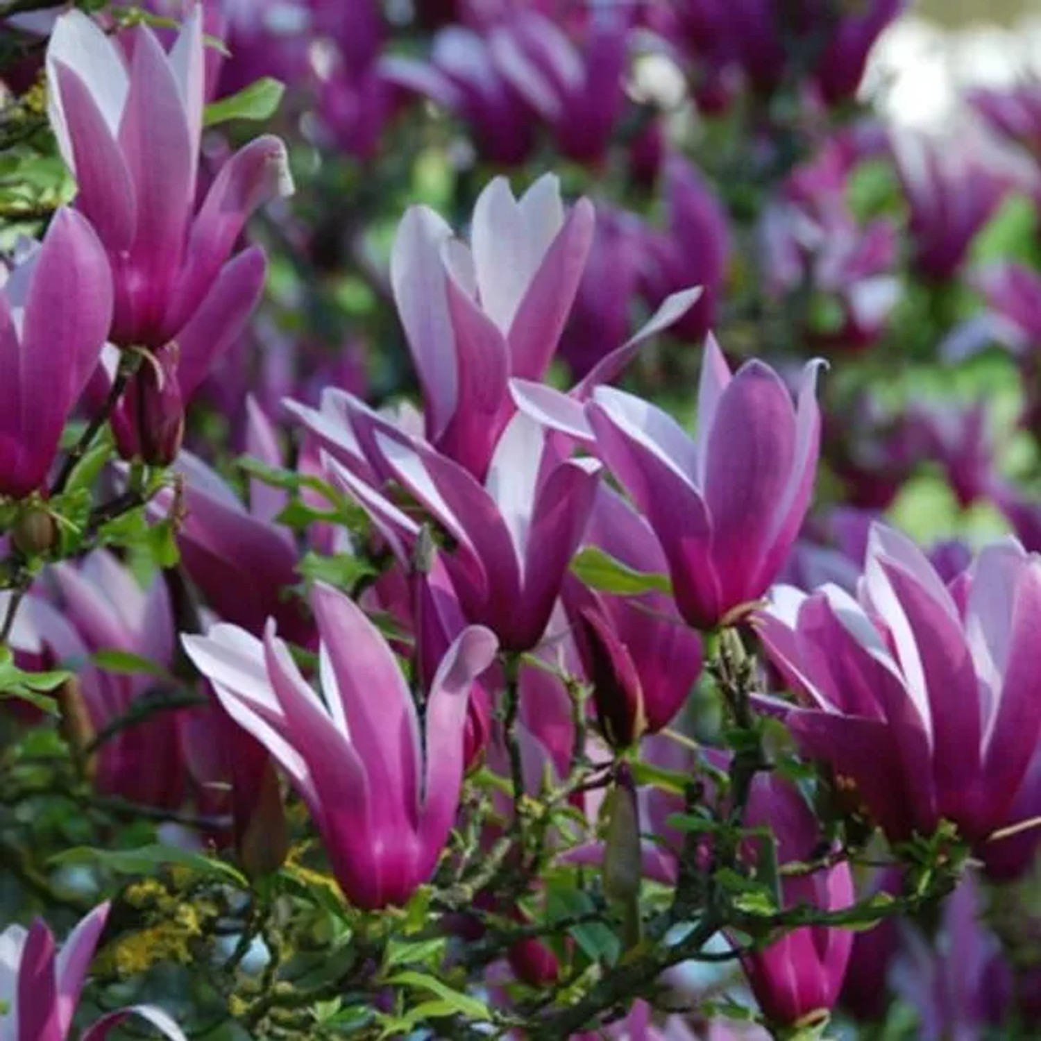 arborix Magnolie 'Nigra' Magnolia, iliiflora 50 Bis 60 Cm Im Container Dunkelrosa Blüten