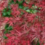Acer Palmatum Beni-Otake, Japanischer Ahorn mit roten Blättern, 150–175 cm hoch.