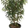 Portugiesischer Kirschlorbeer Angustifolia im Topf, grüne Blätter und rote Stiele.