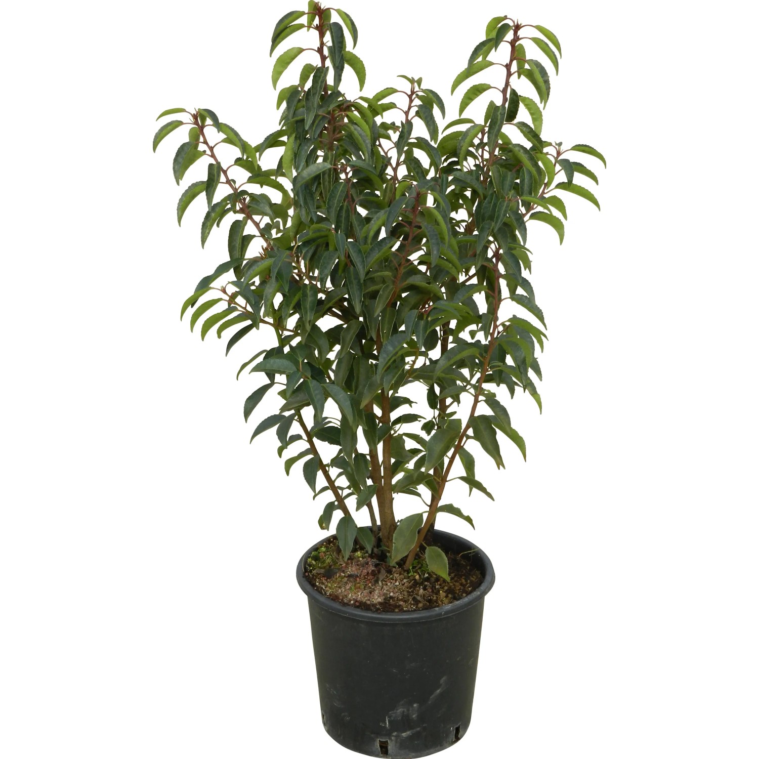 Portugiesischer Kirschlorbeer Angustifolia im Topf, grüne Blätter und rote Stiele.