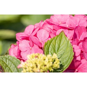 Nahaufnahme einer rosa Bauernhortensie (Hydrangea Mac. 'Bouquet Rose') mit grünen Blättern.