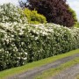 Blühender, weißer Rhododendron Cunninghams White als Heckenpflanze im Garten.