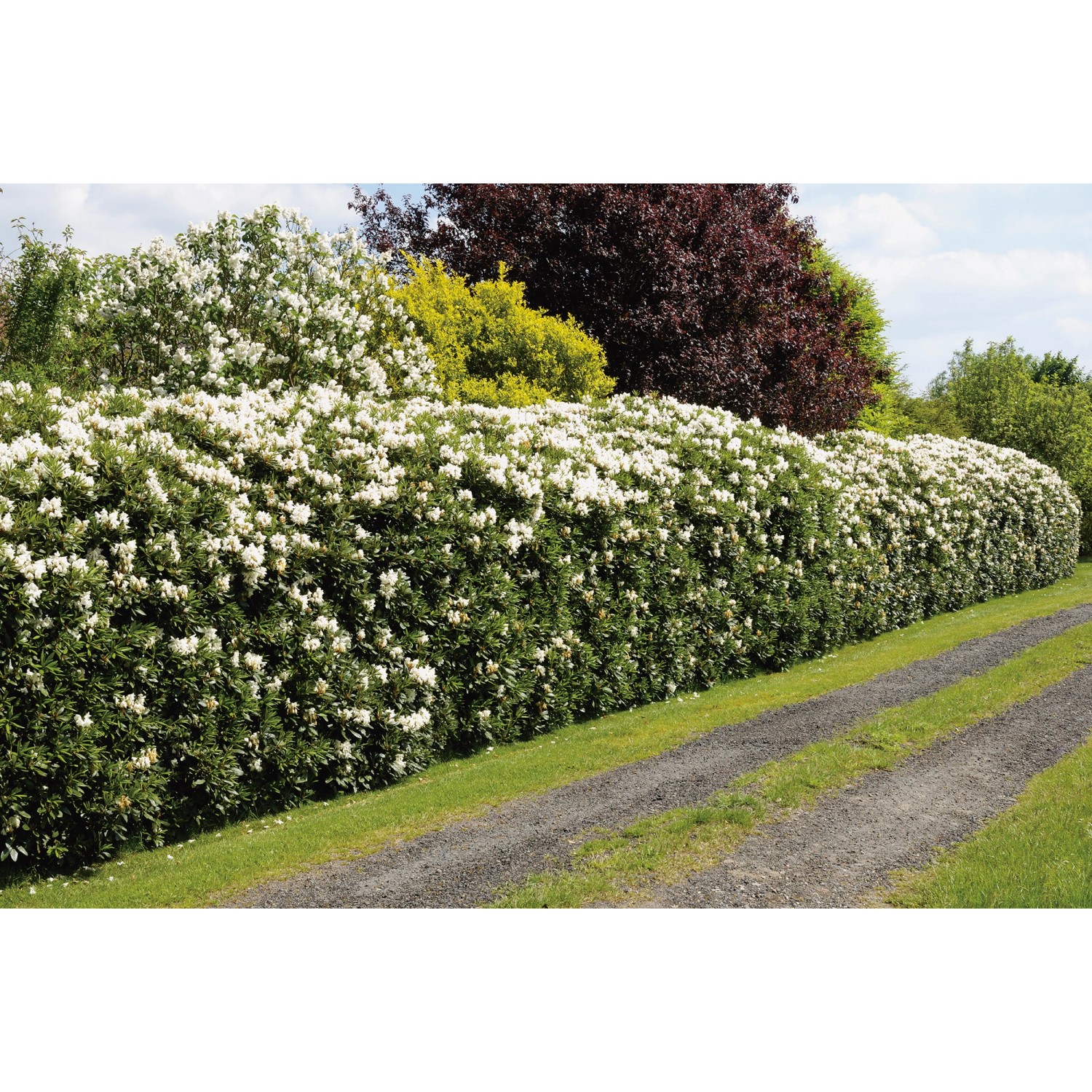 OBI Rhododendron Cunninghams White Weiß Höhe ca. 20 - 30 cm Topf ca. 5 l