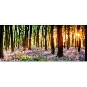 Dekopanel Forest: Waldlandschaft mit blühendem Unterholz und Sonnenlicht, 50x125 cm.