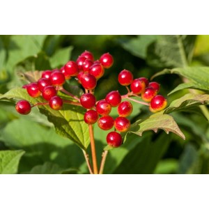 Rote Beeren des Viburnum Opulus (Gewöhnlicher Schneeball) vor grünem Laub.