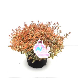 Abelie Land Ladies im Topf, Farbauswahl. Strauch mit bunten Blättern für den Garten.