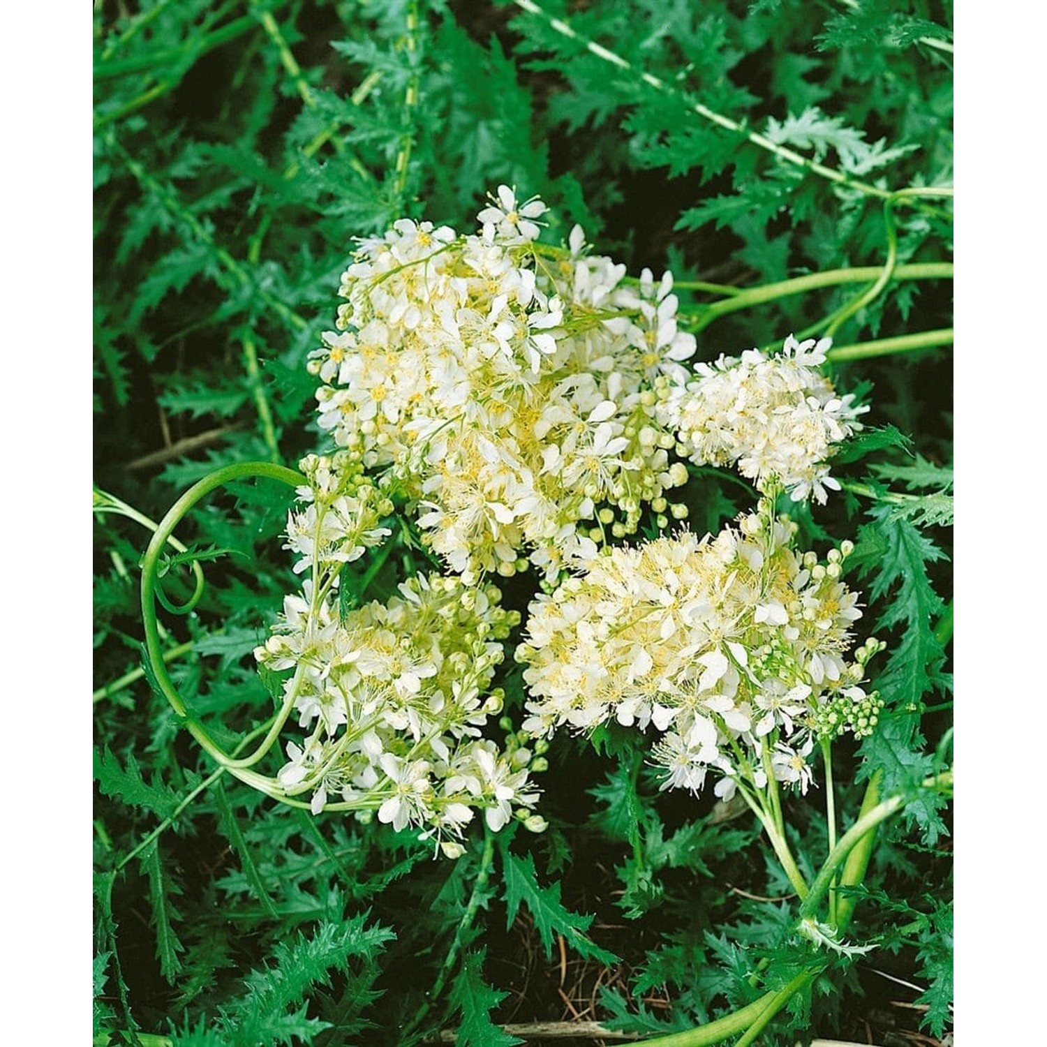 Filipendula Vulgaris Kleines Mädesüß Ca. 9x9 cm Topf günstig online kaufen