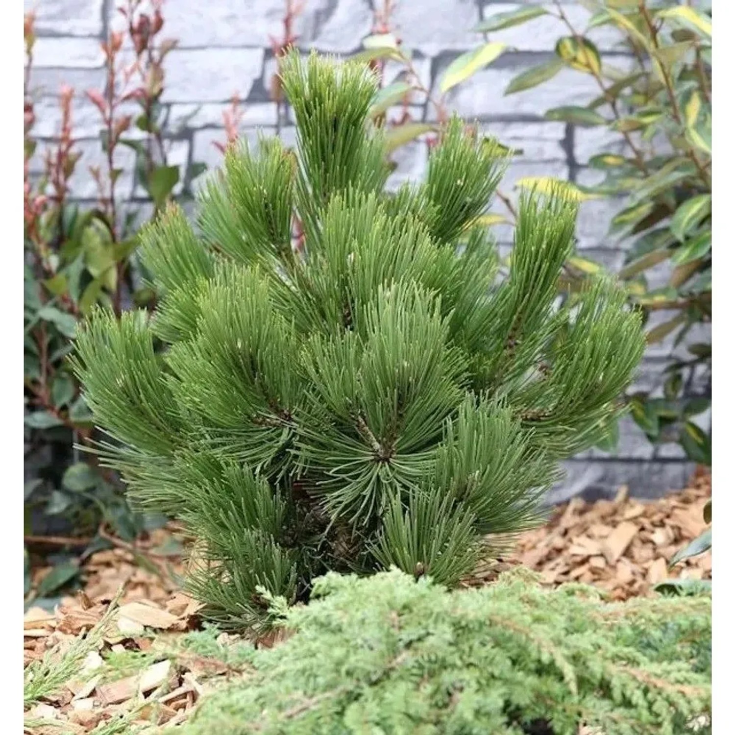 Schlangenhautkiefer Panzerkiefer Compacta 25-30cm - Pinus,eucodermis