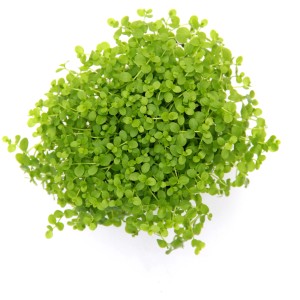 Dennerle Aquariumpflanze Micranthemum Montecarlo, grüne Vordergrundpflanze für Nano Cubes.