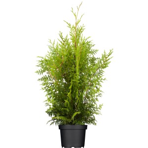 Lebensbaum "Brabant" Set à 30 Stück Höhe ca. 120-140 cm Thuja occidentalis