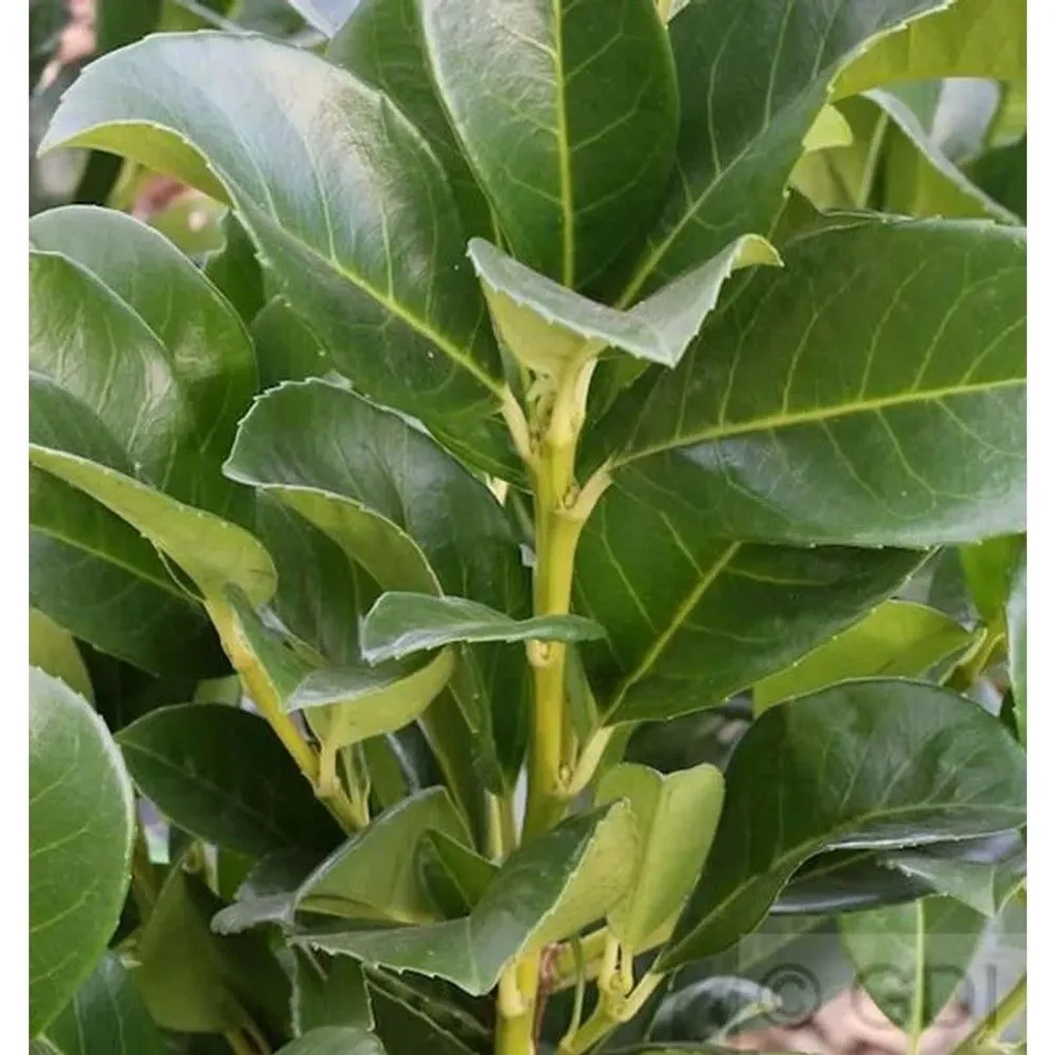 Kirschlorbeer Piranha 30-40cm - Prunus,aurocerasus