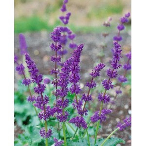 Lila blühender Quirlblütiger Salbei (Salvia Verticillata Purple Rain) im Topf.