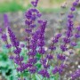 Lila blühender Quirlblütiger Salbei (Salvia Verticillata Purple Rain) im Topf.