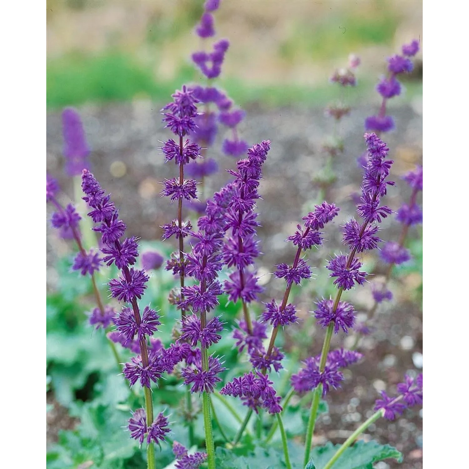 Lila blühender Quirlblütiger Salbei (Salvia Verticillata Purple Rain) im Topf.
