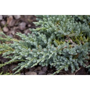 Blauer Zwergwacholder Juniperus Squamata Little Joanna, kompakter Strauch mit bläulichen Nadeln.