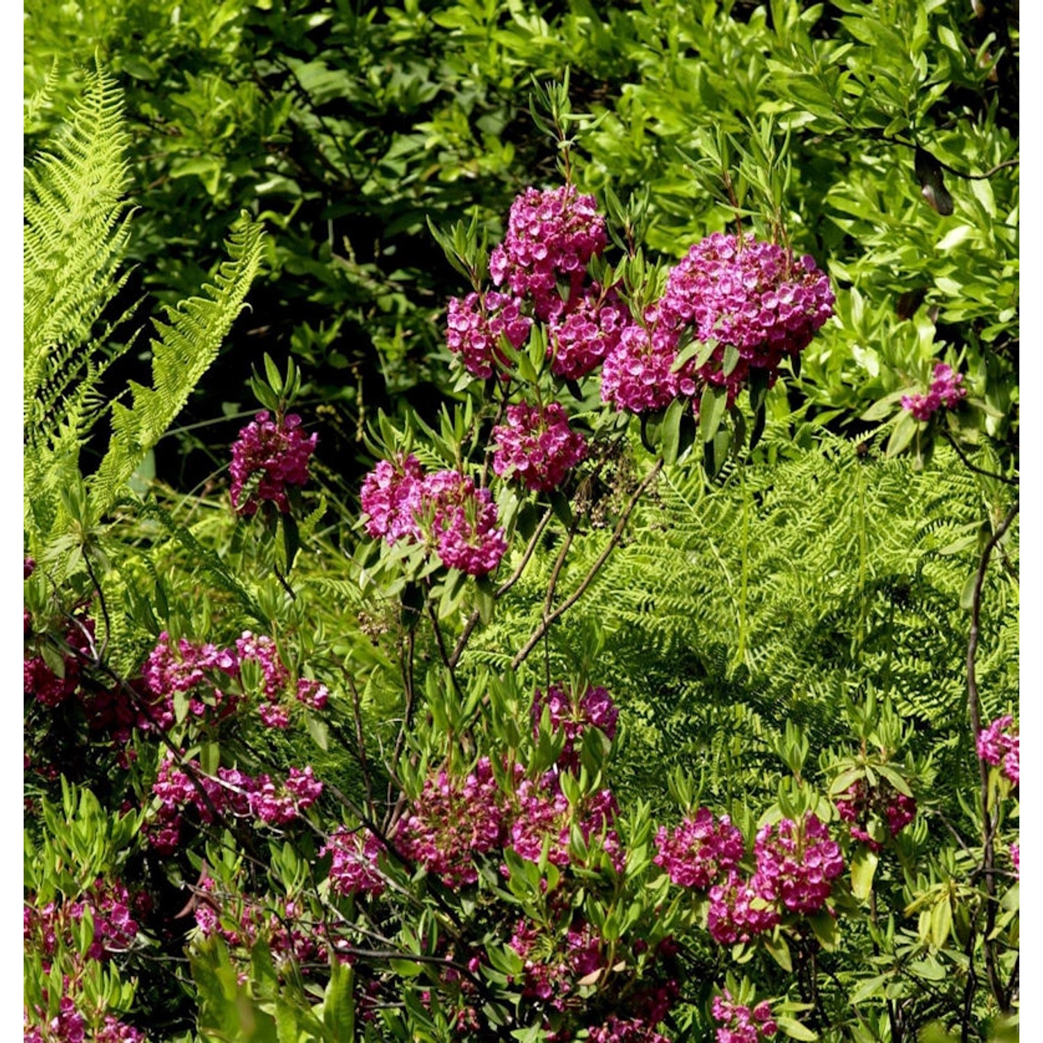 Rotes Lorbeerröslein 30-40cm - Kalmia angustifolia günstig online kaufen