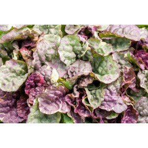 Garten-Günsel 'Blau', Ajuga reptans, mit grün-violetten Blättern. Bodendecker für halbschattige Standorte.