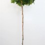 Liquidambar Gumball Amberbaum, 150 cm Stammhöhe, im Topf. Hausbaum mit grünen Blättern und kugelförmigem Wuchs.