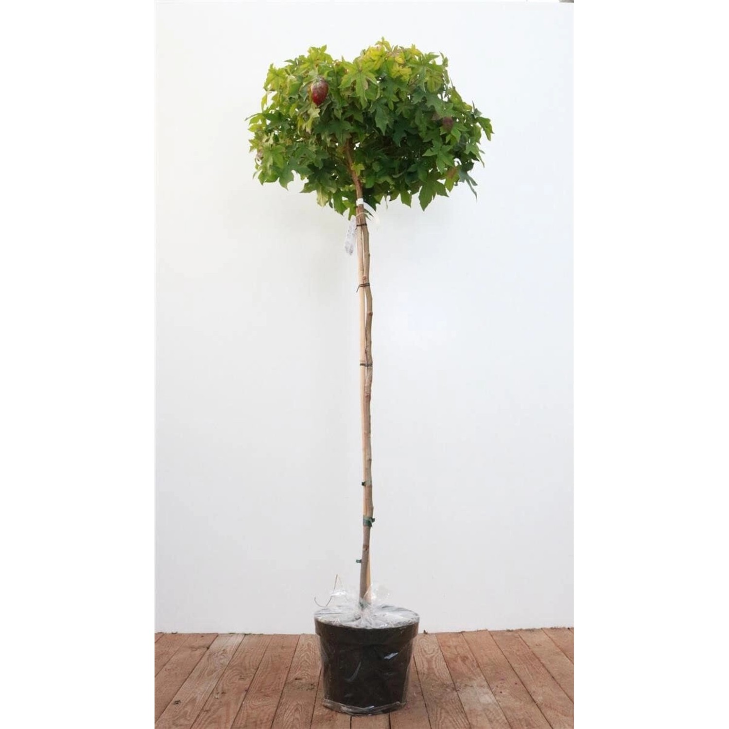 Liquidambar Styraciflua Gumball Amberbaum 150 cm Stammhöhe günstig online kaufen
