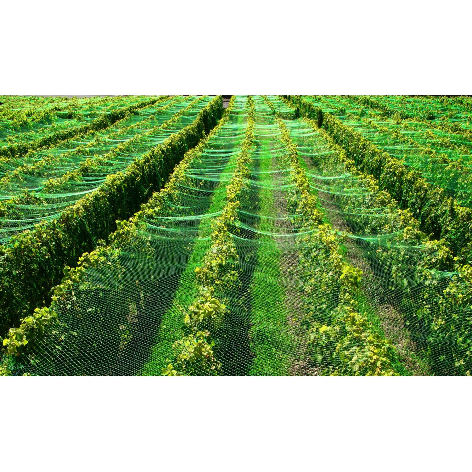 Grünes Aquagart Teichnetz (5x8m) als Laubschutz über Pflanzen gespannt.