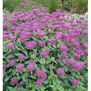 Indianernessel Blaustrumpf - Monarda fistulosa