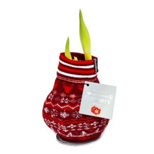 Amaryllis-Zwiebel 'Exotenherz' im Norweger-Socken-Übertopf, rot, ohne Erde und Gießen.