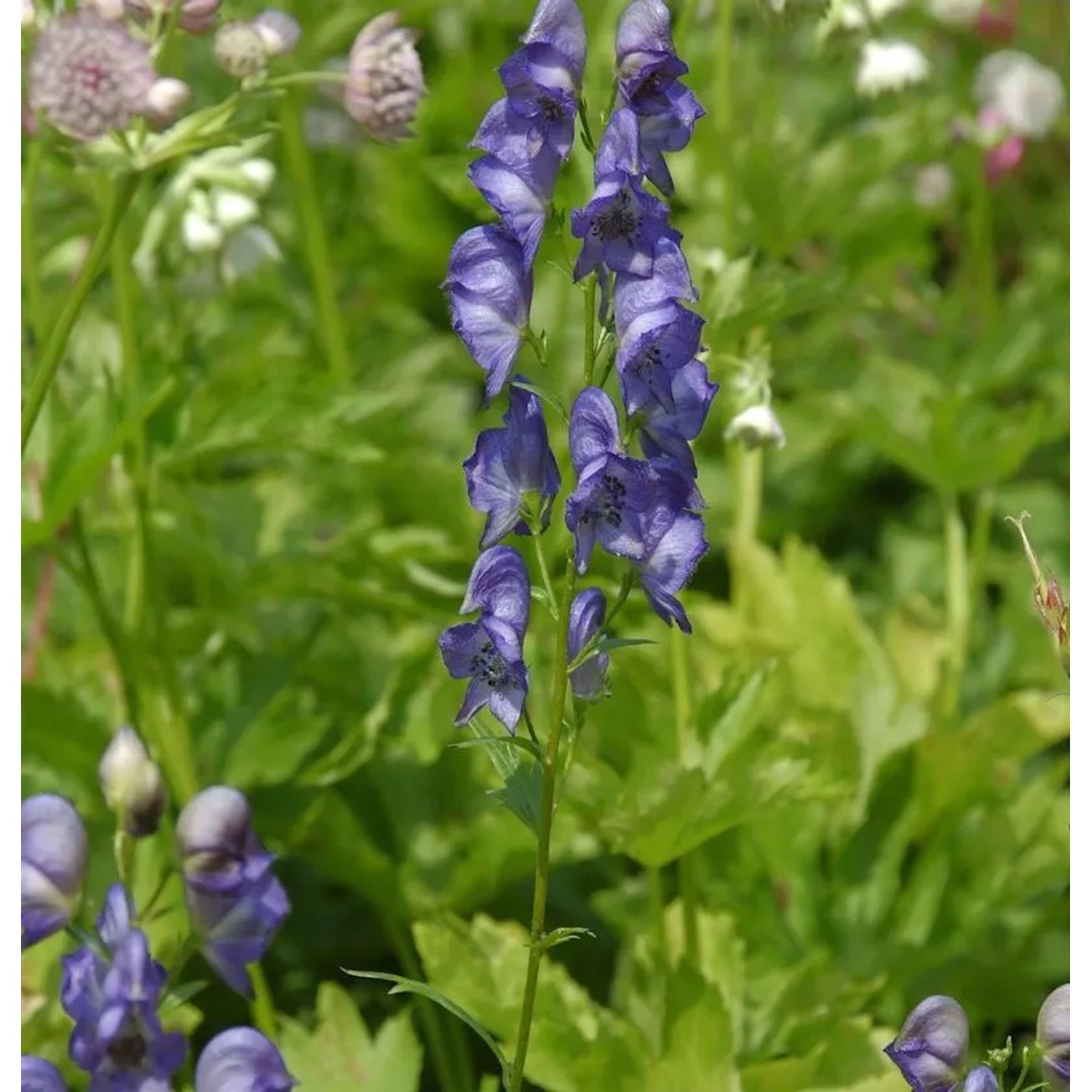 Eisenhut Kleiner Ritter - Aconitum napellus