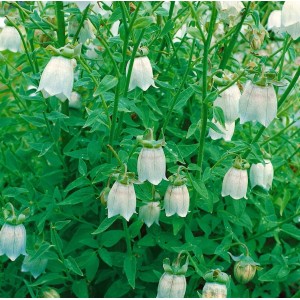 Kletternde Codonopsis Clematidea Staude mit glockenförmigen, hellblauen Blüten im 9x9 cm Topf.