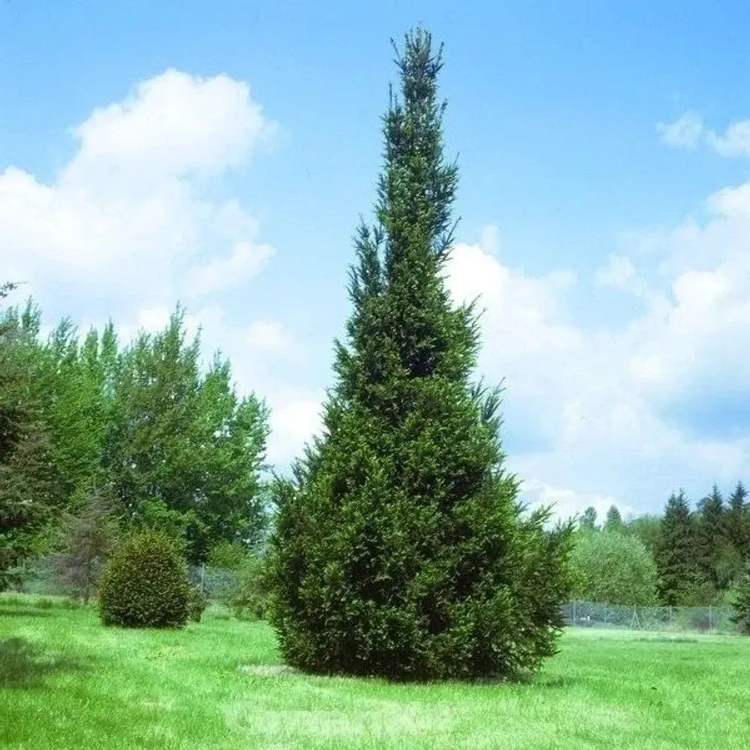 Säulen Fichte 80-100cm - Picea abies