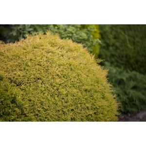 Goldgelbe Thuja 'Rheingold' (60-80 cm) als Heckenpflanze im Garten.